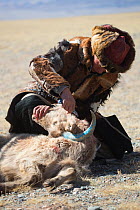 Eagle hunter kills the goat used during the Buzkashi games, at the Eagle Hunters Festival, near Sagsai, Bayan-Ulgii Aymag, Mongolia. September 2014..