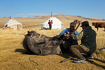 Two horse breeders shoeing Mongolian horse lieing down at the foot of Dungurukh Uul mountain, near the border with China and Kazakhstan, Bayan-Olgiy aymag, Mongolia. September 2014..