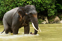 Sumatran elephant (Elephas maximus sumatranus) walking across river. Rehabilitated and domesticated elephant used by rangers to patrol forest and to play with tourists. Tangkahan, Gunung Leuser NP, Su...