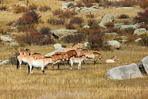 A herd of wild Przewalski / Takhi Horse (Equus ferus przewalskii) horses resting in the sun, Hustai National Park, Tuv Province, Mongolia. Endangered species. September.