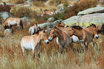 Band of wild Przewalski / Takhi Horse (Equus ferus przewalskii) bachelor stallions standing together, Hustai National Park, Tuv Province, Mongolia. Endangered species. September.