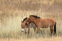 Two wild Przewalski / Takhi Horse (Equus ferus przewalskii) colts, Hustai National Park, Tuv Province, Mongolia. Endangered species. September.