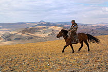 Ranger on his Mongolian horse looking out over plains at the foot of Dungurukh Uul mountain, near the border with China and Kazakhstan, Bayan-Olgiy aymag, Mongolia. September 2014..