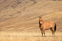 Przewalski / Takhi Horse (Equus ferus przewalskii) breeding stallion stands alert, Hustai National Park, Tuv Province, Mongolia. Endangered species. September.