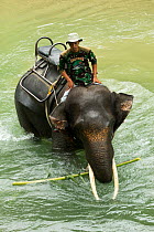 Ranger riding Sumatran elephants (Elephas maximus sumatranus) across river,. Rehabilitated and domesticated elephant used by rangers to patrol forest and to play with tourists. Tangkahan, Gunung Leuse...