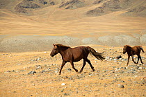 Wild Mongolian mare and her foal trotting, plains at the foot of Dungurukh Uul mountain, near the border with China and Kazakhstan, Bayan-Olgiy aymag, Mongolia. September.