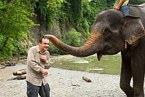 Sumatran elephants (Elephas maximus sumatranus) tapping tourist on head. Rehabilitated and domesticated elephant used by rangers to patrol forest and to play with tourists. Tangkahan, Gunung Leuser NP...