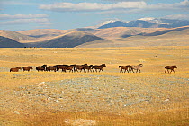 Band of wild Mongolian horses runs plains at the foot of Dungurukh Uul mountain, near the border with China and Kazakhstan, Bayan-Olgiy aymag, Mongolia. September.