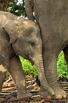 Sumatran elephants (Elephas maximus sumatranus) calf (7 months) with mother, Rehabilitated and domesticated elephants used by rangers to patrol forest and to play with tourists. Tangkahan, Gunung Leus...