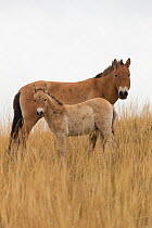 Wild Przewalski / Takhi Horse (Equus ferus przewalskii) mare and her colt standing alert, Hustai National Park, Tuv Province, Mongolia. Endangered species. September.