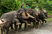 Sumatran elephants (Elephas maximus sumatranus) taught to raise feet simultaneously. Rehabilitated and domesticated elephants used by rangers to patrol forest and to play with tourists. Tangkahan, Gun...