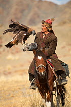 Eagle hunter mounted on Mongolian horse with female Golden eagle (Aquila chrysaetos), near Sagsai, Bayan-Ulgii Aymag, Mongolia. September 2014..