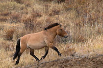 Wild Przewalski / Takhi Horse horse (Equus ferus przewalskii) breeding stallion trotting. Hustai National Park, Tuv Province, Mongolia. Endangered species. September.