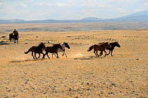 Horse breeder gathering band of wild Mongolian horses, plains at the foot of Dungurukh Uul mountain, near the border with China and Kazakhstan, Bayan-Olgiy aymag, Mongolia. September.