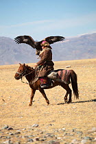 Eagle hunter mounted on Mongolian horse arrives with his female Golden eagle (Aquila chrysaetos) to compete at the Eagle Hunters Festival, near Sagsai, Bayan-Ulgii Aymag, Mongolia. September 2014..