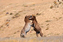 Two wild Przewalski / Takhi Horse (Equus ferus przewalskii) bachelor stallions play fighting, Hustai National Park, Tuv Province, Mongolia. Endangered species. September.