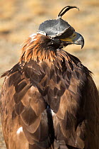 Golden eagle (Aquila chrysaetos) female with hood. Trained by eagle hunter to hunt prey, near Sagsai, Bayan-Ulgii Aymag, Mongolia. September 2014..