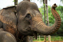 Sumatran elephant (Elephas maximus sumatranus) lifting trunk. Rehabilitated and domesticated elephants used by rangers to patrol forest and to play with tourists. Tangkahan, Gunung Leuser NP, Sumatra,...