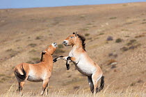 Two wild Przewalski / Takhi Horse (Equus ferus przewalskii) stallions play fighting Hustai National Park, Tuv Province, Mongolia. Endangered species. September.