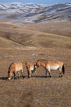 Two wild  Przewalski / Takhi Horse (Equus ferus przewalskii) mares and foal grazing. Hustai National Park, Tuv Province, Mongolia. Endangered species. September.