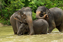 Sumatran elephants (Elephas maximus sumatranus) bathing. Rehabilitated and domesticated elephants used by rangers to patrol forest and to play with tourists. Tangkahan, Gunung Leuser NP, Sumatra, Indo...