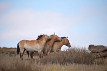 Three wild Przewalski / Takhi Horse (Equus ferus przewalskii) stallions play-fighting, Hustai National Park, Tuv Province, Mongolia. Endangered species. September.