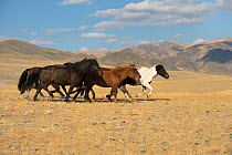 Band of wild Mongolian horses running on plains at the foot of Dungurukh Uul mountain, near the border with China and Kazakhstan, Bayan-Olgiy aymag, Mongolia. September.