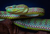 Popes tree viper (Trimeresurus popeorum) captive occurs in Asia. Small reproduction only.