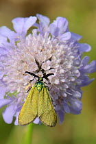 Green forester moth (Adscita statices) nectaring on a Scabious flower (Scabiosa sp.) in an alpine meadow, Durmitor National Park, Montenegro, July.