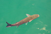 Thick-lipped grey mullet (Chelon labrosus) swimming, Los Gigantes harbour, Tenerife, May.