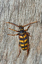Hornet / Golden-haired longhorn beetle (Leptura aurulenta) on log, Sutjeska Park, Bosnia and Herzegovina, July.