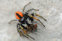 Jumping spider (Phylaeus chrysops) with fly prey on limestone rocks, Sutjeska Park, Bosnia and Herzegovina, July.