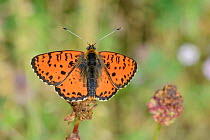 Spotted fritillary butterfly (Melitaea didyma) sunning in an alpine meadow, Durmitor National Park, Montenegro, July.