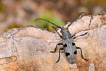 Longhorn beetle (Morimus funereus),  walking on a treestump, near Foca, Bosnia and Herzegovina, July.
