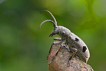 Longhorn beetle (Morimus funereus),  in deciduous woodland, near Foca, Bosnia and Herzegovina, July.