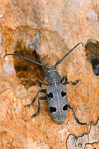 Longhorn beetle (Morimus funereus), on treestump near  emergence hole, near Foca, Bosnia and Herzegovina, July.