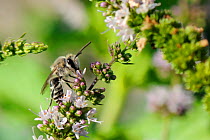 Plasterer bee (Colletes eous) feeding on Spearmint flowers (Mentha spicata), Kilada, Greece, August.
