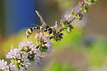 Potter wasp / Mason wasp (Eumenes sareptanus) feeding on Spearmint flowers (Mentha spicata), Kilada, Greece, August.