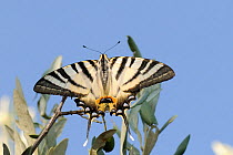 Scarce swallowtail butterfly (Iphiclides podalirius), resting on an Olive tree, Ancient Epidavros, Peloponnese, Greece, August.