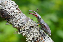 Male Stag beetle (Lucanus cervus) climbing a lichen covered branch in deciduous woodland, near Foca, Bosnia and Herzegovina, July.