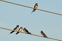 Barn swallows (Hirundo rustica) perched on telephone wires, Korfos, Greece, August.