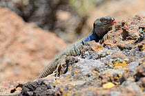 Male Tenerife lizard / Western Canaries lizard (Gallotia galloti)  basking on volcanic lava rock and flicking its tongue, Teide National Park, Tenerife, May.