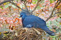 Victoria crowned pigeon (Gouria victoria) on nest, captive in aviary, occurs in New Guinea. Endangered species.