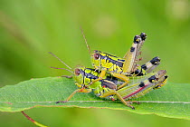 Mating pair of Green mountain grasshoppers / Alpine grasshoppers (Miramella alpina) mating, in alpine meadow, with some parasitic mites (Eutrombidium sp.) on the female, Sutjeska Park, Bosnia and Herz...