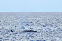 Bryde's whale (Balaenoptera brydei) surfacing,Tenerife, May.
