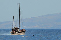 Bryde's whale (Balaenoptera brydei) surfacing near tourist boat, La Gomera in the background,Tenerife, May.
