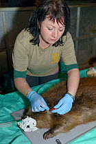 Roisin Campbell-Palmer checking an ear tag fitted to an anaesthetised Eurasian beaver (Castor fiber). Beaver from an escaped population on the River Otter. Project overseen by Devon Wildlife Trust, De...