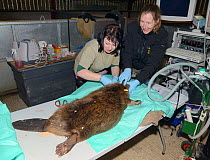 Roisin Campbell-Palmer fitting ear tags to an Eurasian beaver (Castor fiber). Beaver from an escaped population on the River Otter.  Project overseen by Devon Wildlife Trust, Devon, UK, March 2015. Mo...
