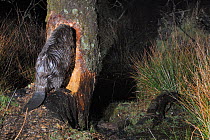 Eurasian beaver (Castor fiber) gnawing at tree in enclosure at night, with lodge in the background, Devon Beaver Project, run by Devon Wildlife Trust, Devon, UK, March. Taken by a remote camera trap.