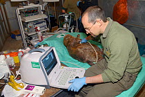 Veterinarian Romain Pizzi using an ultrasound scanner to look for foetuses in anaesthetised female Eurasian beaver (Castor fiber). Beaver from an escaped population on the River Otter.Project overseen...
